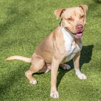 Reuben - Photo 2