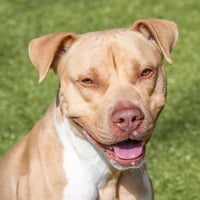 Reuben - Photo 1