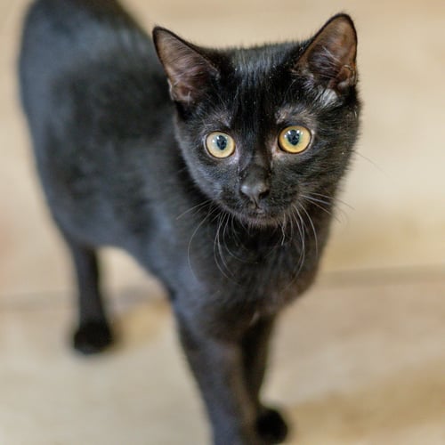 TWIZZLER - Domestic Short Hair available for adoption