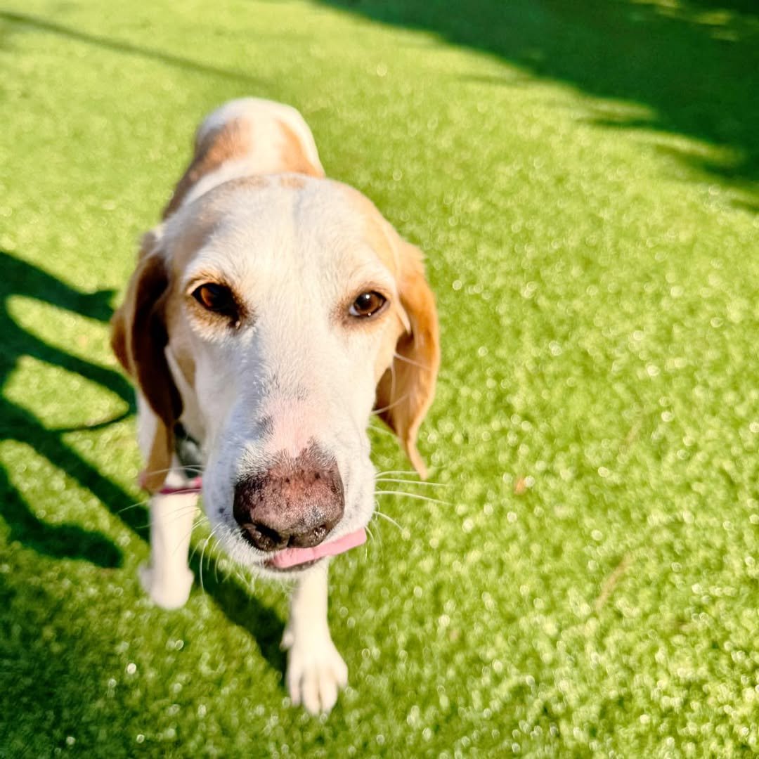 KATARINA - Hound available for adoption