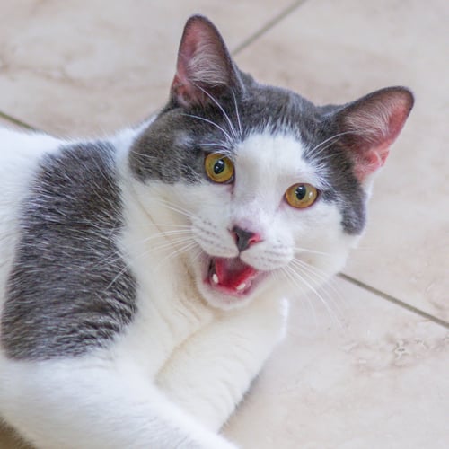 DUCKY - Domestic Short Hair available for adoption