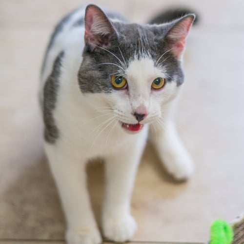 DUCKY - Domestic Short Hair available for adoption