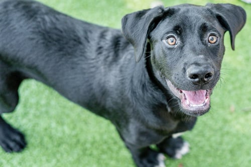 RIGBY - Labrador Retriever available for adoption