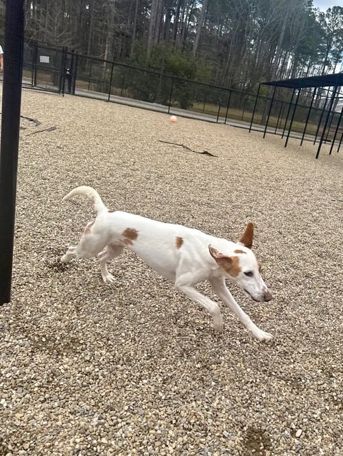 DAISY - Hound available for adoption