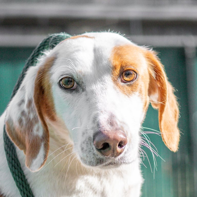 Daisy Image
