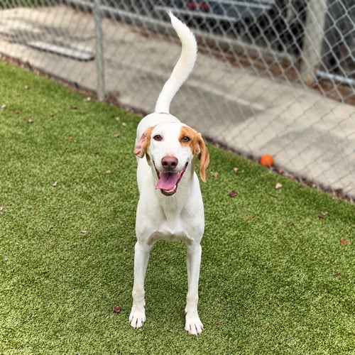 DAISY - Hound for adoption in Savannah