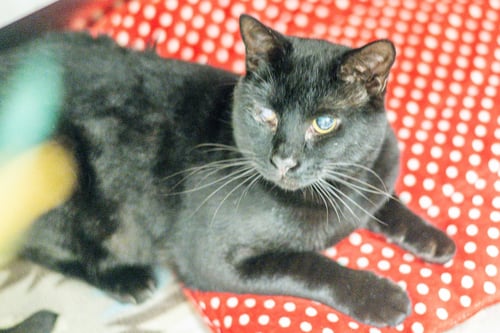 CINDER - Domestic Short Hair available for adoption