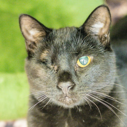NICK FURY - Domestic Short Hair for adoption in Savannah