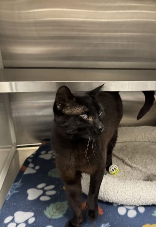 CINDER - Domestic Short Hair for adoption in Savannah