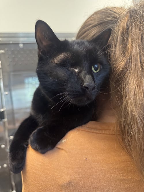 NICK FURY - Domestic Short Hair available for adoption