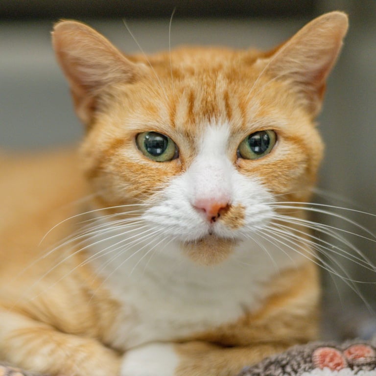 Marmalade Image