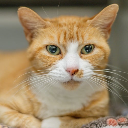 MARMALADE - Tabby available for adoption
