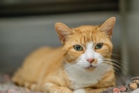 Marmalade - Photo 2