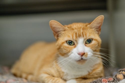 MARMALADE - Tabby available for adoption