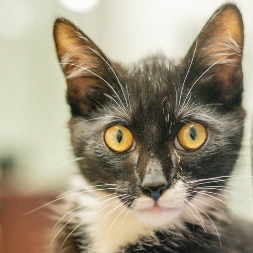 SKIPPER - Domestic Medium Hair for adoption in Savannah