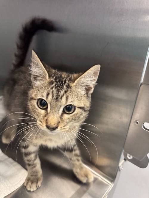 JANETTE - Domestic Short Hair available for adoption