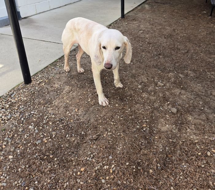 CLARABELLE - Labrador Retriever / Hound available for adoption