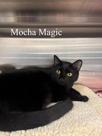 Mocha Magic - Photo 1