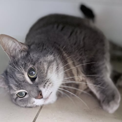 NARCISSA - Domestic Short Hair available for adoption