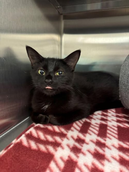 SHEILA - Domestic Short Hair for adoption in Savannah