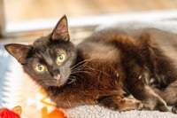 Sheila - Photo 2