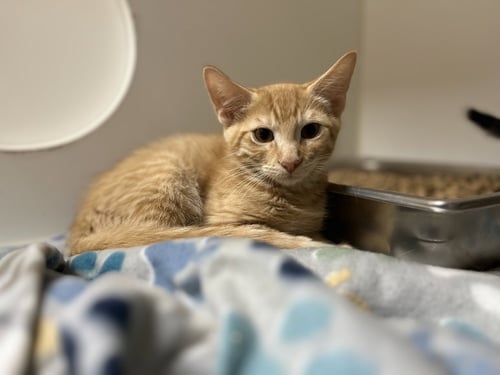 BARRON - Domestic Short Hair available for adoption