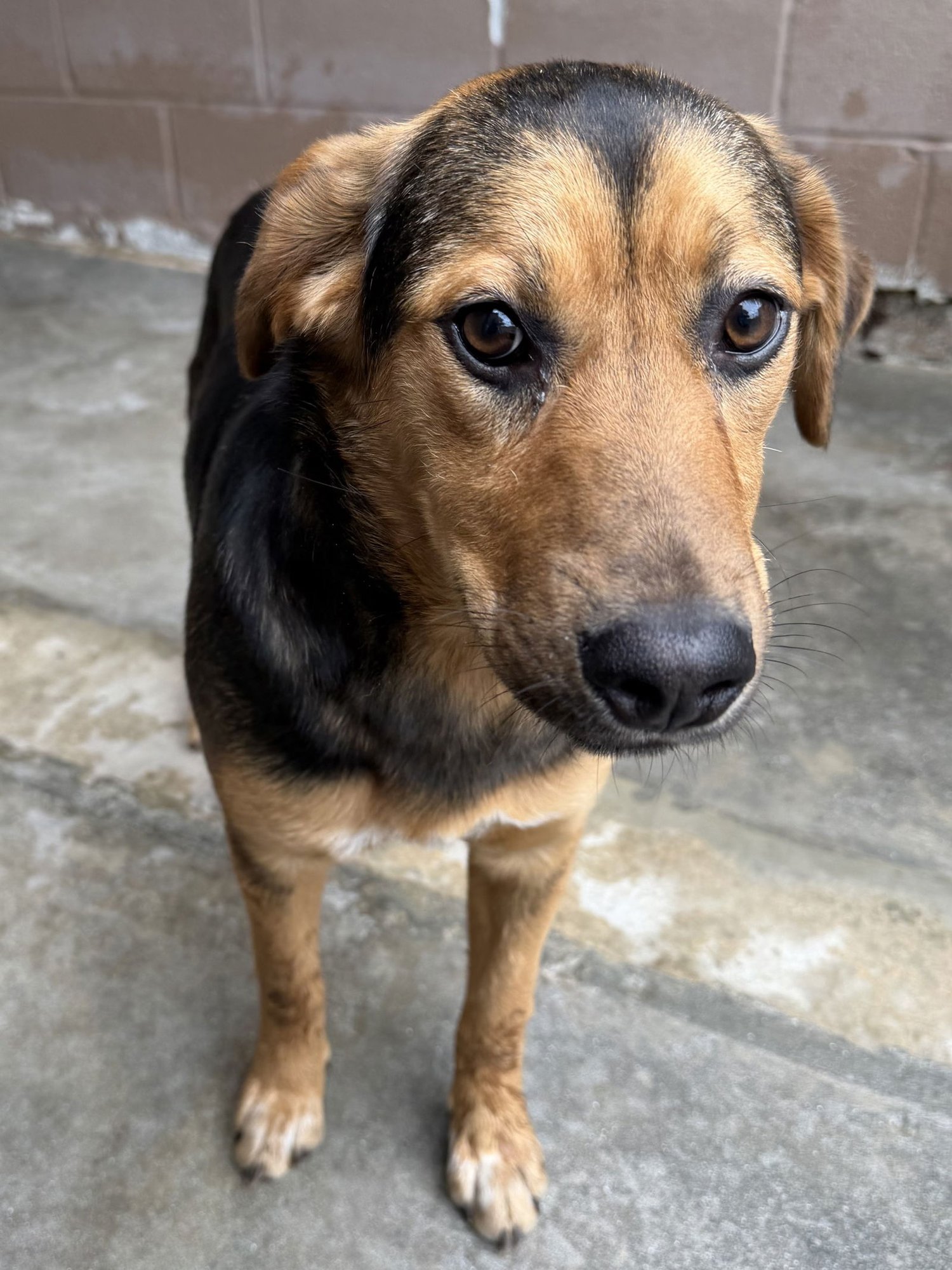 COURTNEY - Hound available for adoption