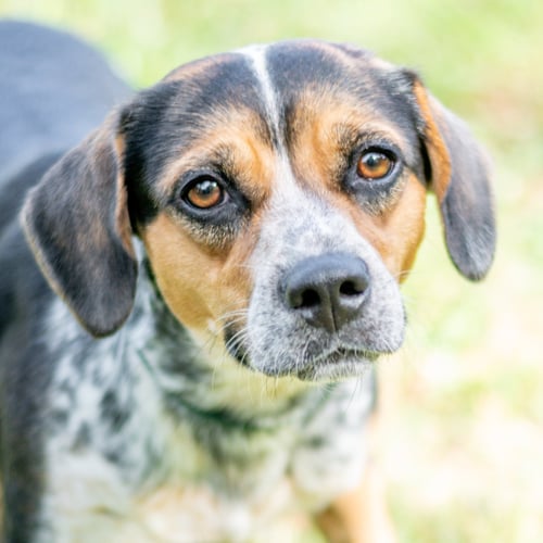 BLACK BETTY - Australian Cattle Dog/Blue Heeler available for adoption