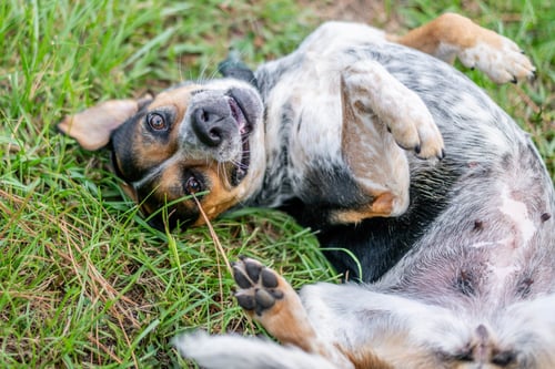 BLACK BETTY - Australian Cattle Dog/Blue Heeler available for adoption