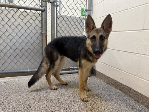 RUBY - Shepherd available for adoption