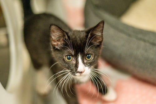 CAPTAIN KIDD - Domestic Short Hair available for adoption
