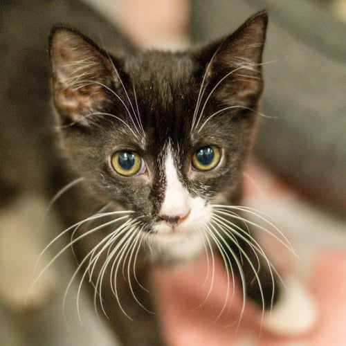CAPTAIN KIDD - Domestic Short Hair available for adoption