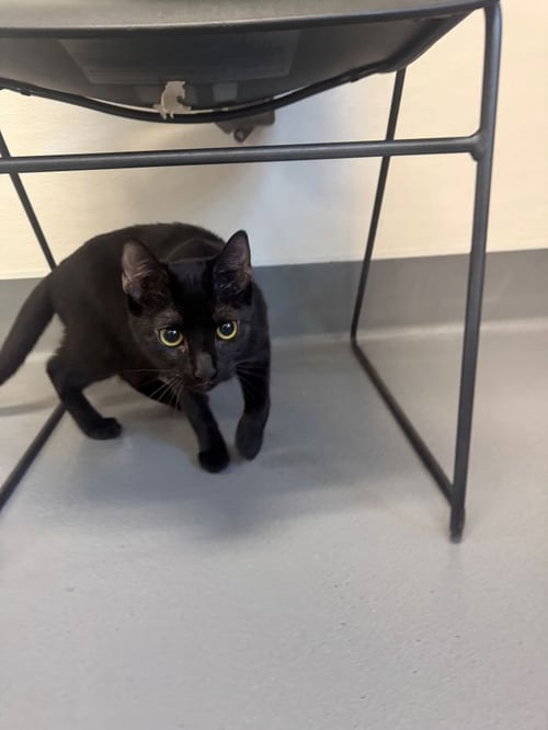 JIM - Domestic Short Hair available for adoption