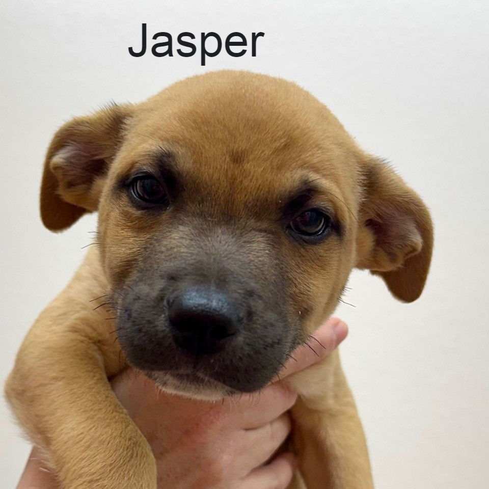 JASPER - Shepherd available for adoption