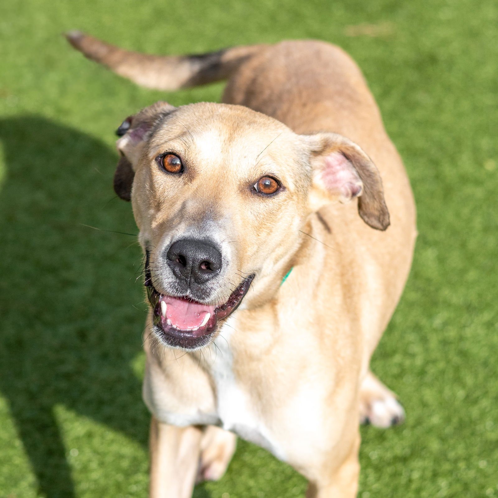 SANDRA DEE - Labrador Retriever available for adoption