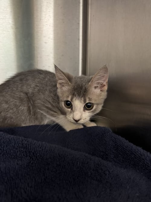 VITTLE - Domestic Short Hair available for adoption