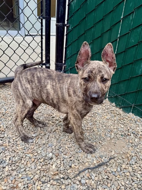 IGNIS - Pharaoh Hound available for adoption