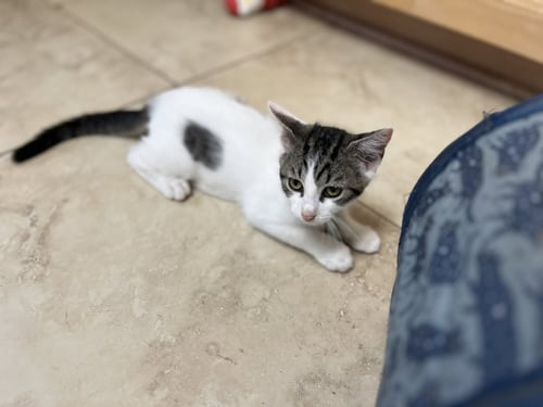 HART - Domestic Short Hair available for adoption
