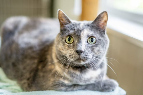 ANNA - Domestic Short Hair available for adoption