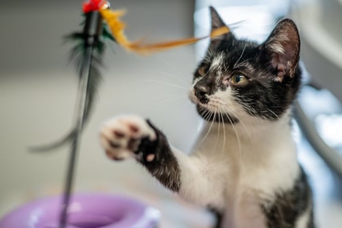 SAWYER - Domestic Short Hair available for adoption