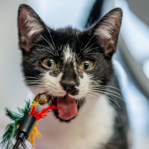 SAWYER - Domestic Short Hair for adoption in Savannah