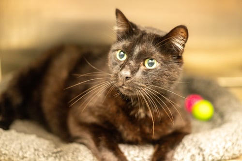 BULLARD - Domestic Short Hair available for adoption