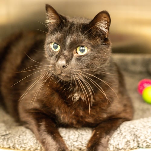 BULLARD - Domestic Short Hair for adoption in Savannah