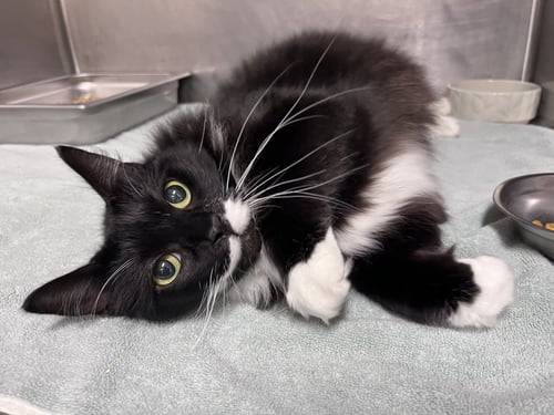 TONY - Domestic Medium Hair available for adoption