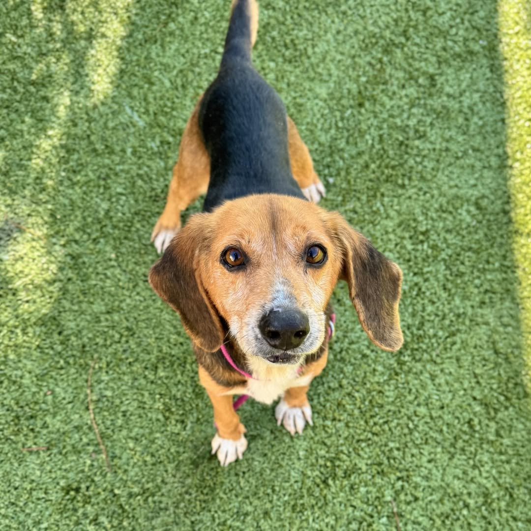 ARTHUR - Beagle available for adoption