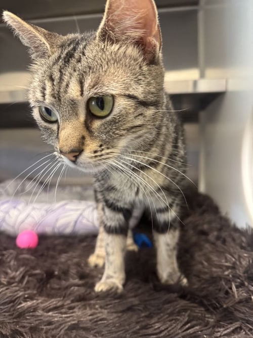 PATCHOULI - Domestic Short Hair available for adoption
