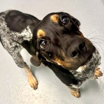 DAISY MAE - Bluetick Coonhound available for adoption