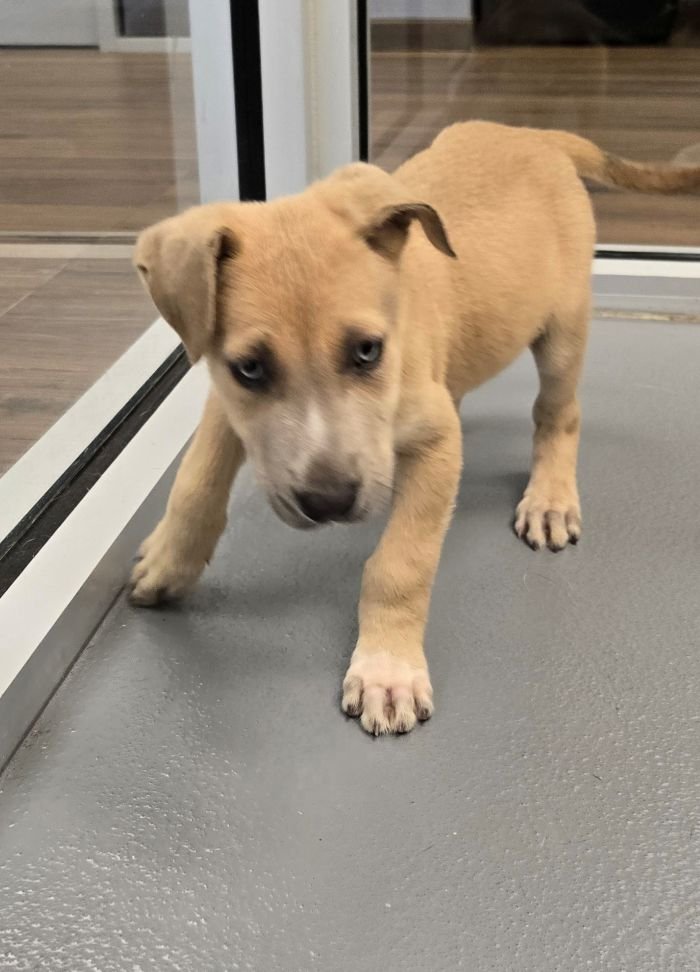 BRIOCHE - Husky available for adoption