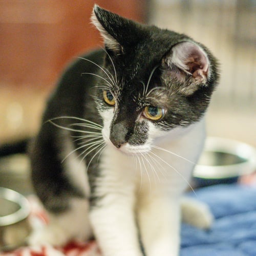 TANGO - Domestic Short Hair available for adoption