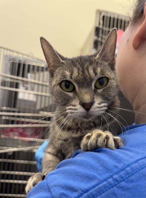 LEANNE - Domestic Short Hair available for adoption